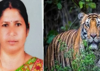 നരഭോജി-കടുവയുടെ-ചിത്രം-ക്യാമറയിൽ-പതിഞ്ഞു,-കാൽപ്പാടുകളും-കണ്ടെത്തി-;-തിരച്ചിൽ-ഊർജ്ജിതമാക്കി-വനം-വകുപ്പ്-:-നാട്ടുകാർ-പ്രതിഷേധത്തിൽ