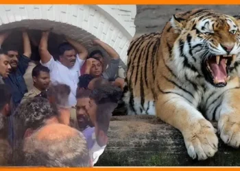 വയനാട്ടിൽ-സ്ത്രീയെ-കടിച്ചുകൊന്ന-കടുവയെ-നരഭോജിയായി-പ്രഖ്യാപിച്ചു-:-കടുവയെ-വെടിവെച്ച്-കൊല്ലുമെന്ന്-വനം-മന്ത്രി