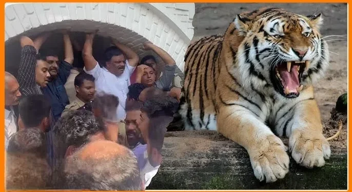 വയനാട്ടിൽ-സ്ത്രീയെ-കടിച്ചുകൊന്ന-കടുവയെ-നരഭോജിയായി-പ്രഖ്യാപിച്ചു-:-കടുവയെ-വെടിവെച്ച്-കൊല്ലുമെന്ന്-വനം-മന്ത്രി