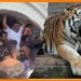 വയനാട്ടിൽ-സ്ത്രീയെ-കടിച്ചുകൊന്ന-കടുവയെ-നരഭോജിയായി-പ്രഖ്യാപിച്ചു-:-കടുവയെ-വെടിവെച്ച്-കൊല്ലുമെന്ന്-വനം-മന്ത്രി