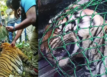 പഞ്ചാരക്കൊല്ലിയിലെ-നരഭോജി-കടുവ-ചത്തനിലയിൽ;-സ്ഥിരീകരിച്ച്-വനംവകുപ്പ്,-ജഡത്തിൽ-പഴകിയതും-പുതിയതുമായ-മുറിവുകൾ