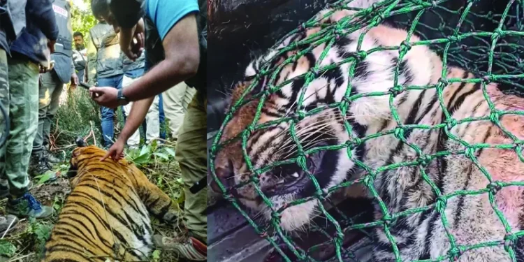 പഞ്ചാരക്കൊല്ലിയിലെ-നരഭോജി-കടുവ-ചത്തനിലയിൽ;-സ്ഥിരീകരിച്ച്-വനംവകുപ്പ്,-ജഡത്തിൽ-പഴകിയതും-പുതിയതുമായ-മുറിവുകൾ