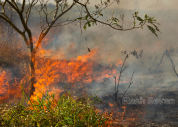 കാഞ്ഞിരപ്പുഴ അണക്കെട്ടിന്റെ വൃഷ്ടി പ്രദേശത്ത് പുല്‍ക്കാടു കളില്‍ അഗ്നിബാധ