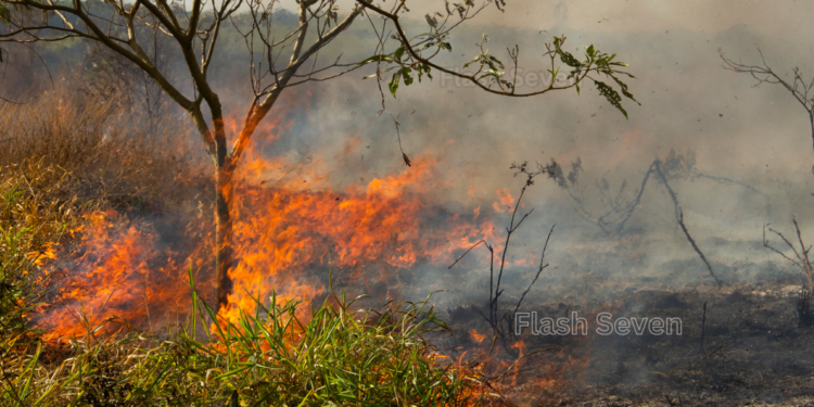 കാഞ്ഞിരപ്പുഴ അണക്കെട്ടിന്റെ വൃഷ്ടി പ്രദേശത്ത് പുല്ക്കാടു കളില് അഗ്നിബാധ
