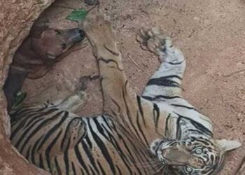 അപകടത്തിൽപ്പെട്ടു-കിടക്കുമ്പോൾ-എന്ത്-ശത്രുത!-മൈലാടുംപാറയിൽ-കടുവയും-നായയും-കുഴിയിൽ-വീണു,-നായയെ-തൊട്ടുപോലും-നോക്കാതെ-കടുവ,-മയക്കുവെടിവെച്ച്-പിടിക്കാൻ-നീക്കം