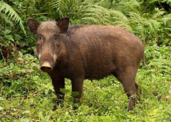 കാട്ടുപന്നിയെ-ക്ഷുദ്രജീവിയായി-പ്രഖ്യാപിക്കില്ല,-അത്-ഗുണത്തേക്കാളേറെ-ദോഷം-ചെയ്യും,-കേരളത്തിന്റെ-ആവശ്യം-തള്ളി-കേന്ദ്രം