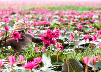 ആമ്പൽ-വസന്തത്തിലേക്ക്​-മലരിക്കൽ