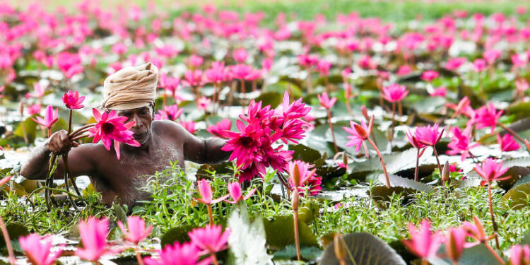 ആമ്പൽ-വസന്തത്തിലേക്ക്​-മലരിക്കൽ