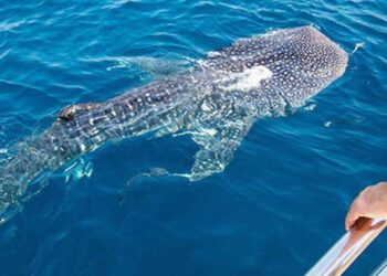 തി​മിം​ഗ​ല​ങ്ങ​ളെ-കാ​ണാ​ൻ-ഉ​ൾ​ക്ക​ട​ലി​ലേ​ക്കൊ​രു-ടൂ​ർ