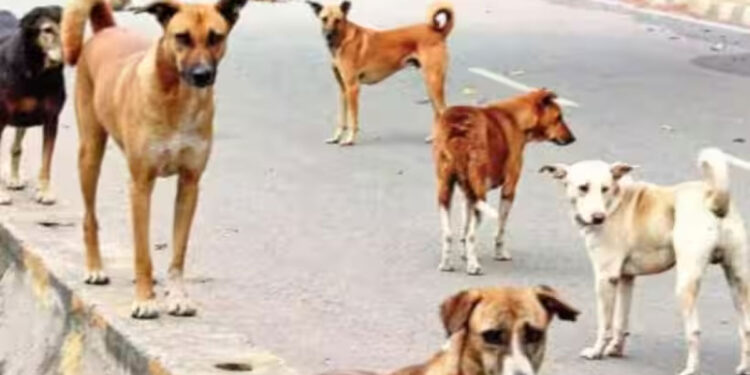 വിദ്യാഭ്യാസ-വകുപ്പുമായി-സഹകരിച്ച്-പേവിഷബാധയ്‌ക്കെതിരെ-ആരോഗ്യ-വകുപ്പ്,-സ്കൂൾ-അസംബ്ലിയിൽ-ആരോഗ്യ-പ്രവർത്തകരുടെ-ക്ലാസ്