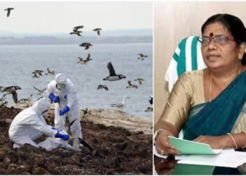 കാക്കകളിൽ-പോലും-പക്ഷിപ്പനി-കണ്ടെത്തി,-നിയന്ത്രിക്കാൻ-കഴിയാത്ത-സാഹചര്യമെന്നും-മന്ത്രി-ചിഞ്ചു-റാണി;-‘ആറരക്കോടി-കേന്ദ്ര-ഫണ്ട്-കിട്ടാനുണ്ട്’