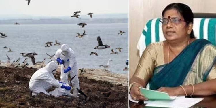 കാക്കകളിൽ-പോലും-പക്ഷിപ്പനി-കണ്ടെത്തി,-നിയന്ത്രിക്കാൻ-കഴിയാത്ത-സാഹചര്യമെന്നും-മന്ത്രി-ചിഞ്ചു-റാണി;-‘ആറരക്കോടി-കേന്ദ്ര-ഫണ്ട്-കിട്ടാനുണ്ട്’