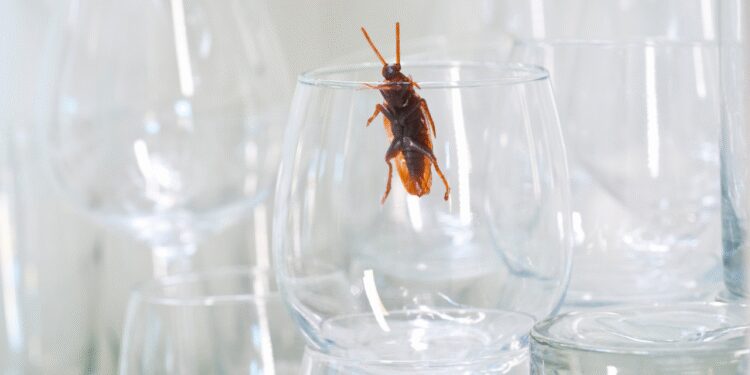 കുളിമുറി-മുതൽ-അടുക്കള-വരെ,-‘പാറ്റകൾ’-ഭീകരത-സൃഷ്ടിക്കുന്നുണ്ടോ?-ഈ-5-വീട്ടുവൈദ്യങ്ങൾ-പരീക്ഷിച്ചുനോക്കൂ.,-അവ-അപ്രത്യക്ഷമാവും