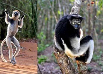 മ​ഡ​ഗാ​സ്കർ;-പരിണാമത്തിന്‍റെ-പരീക്ഷണശാല