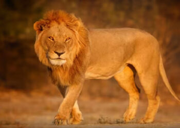 പുതപ്പ്-മാറ്റിയപ്പോൾ-കണ്ടത്-കടിച്ച്-കീറാനൊരുങ്ങി-നിൽക്കുന്ന-അപ്രതീക്ഷിത-അതിഥിയെ,-53കാരനെ-കടിച്ച്-കീറി-പ്രമുഖ-റിസോർട്ടിലെ-സിംഹം