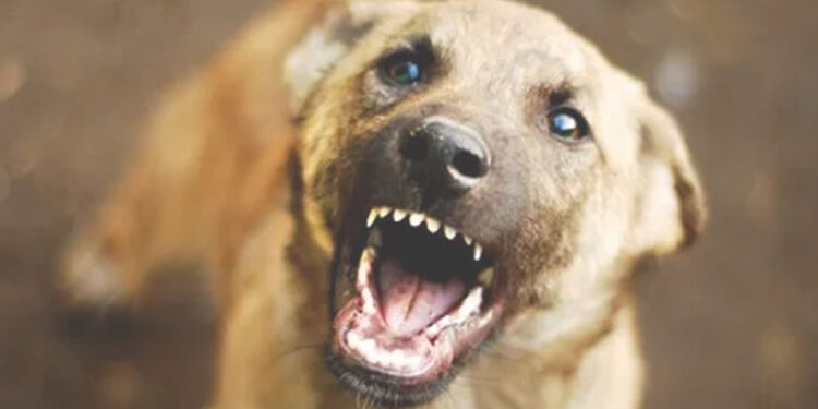 തലസ്ഥാനത്ത്-നിരവധി-പേർക്ക്-തെരുവ്-നായയുടെ-കടിയേറ്റു