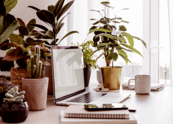 ഒരു-ഉയർച്ച-ഇല്ലല്ലേ.വഴിയുണ്ട്!-ഈ-10-ചെടികൾ-നിങ്ങളുടെ-ഓഫീസ്-ഡെസ്കിൽ-വച്ചാൽ-ഭാഗ്യം-ഇരട്ടിയാകും