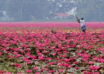 മലരിക്കൽ-ആമ്പൽ-ടൂറിസം;-വരുമാനം-കർഷകരുമായി-പങ്കിടും