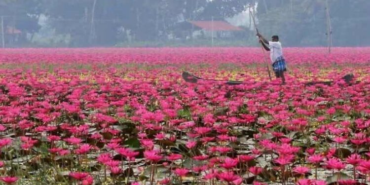മലരിക്കൽ-ആമ്പൽ-ടൂറിസം;-വരുമാനം-കർഷകരുമായി-പങ്കിടും