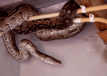 മഴക്കാലമാണെന്ന്-കരുതി-പാമ്പ്-വെറുതെ-കയറി-വരില്ല,-പാമ്പിനെ-വീട്ടിലേക്ക്-വിളിച്ച്-വരുത്തുന്നത്-ഈ-കാരണങ്ങളാണ്!