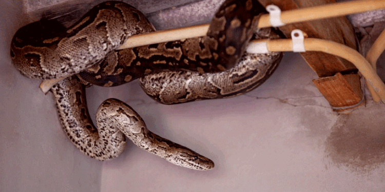 മഴക്കാലമാണെന്ന്-കരുതി-പാമ്പ്-വെറുതെ-കയറി-വരില്ല,-പാമ്പിനെ-വീട്ടിലേക്ക്-വിളിച്ച്-വരുത്തുന്നത്-ഈ-കാരണങ്ങളാണ്!