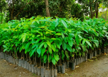 വെറുതെ-ഇരിക്കല്ലേ,-തരിശുഭൂമി-നിന്ന്-ഭാഗ്യത്തിലേക്ക്.-ഈ-മരം-നട്ടുപിടിപ്പിച്ച്-12-വർഷത്തിനുള്ളിൽ-കോടികൾ-സമ്പാദിക്കൂ!