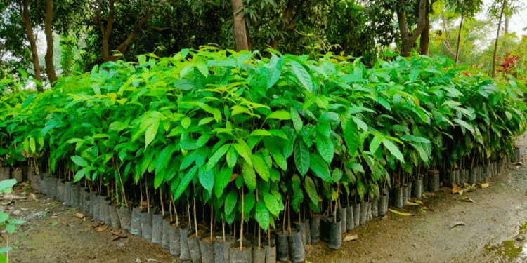 വെറുതെ-ഇരിക്കല്ലേ,-തരിശുഭൂമി-നിന്ന്-ഭാഗ്യത്തിലേക്ക്.-ഈ-മരം-നട്ടുപിടിപ്പിച്ച്-12-വർഷത്തിനുള്ളിൽ-കോടികൾ-സമ്പാദിക്കൂ!