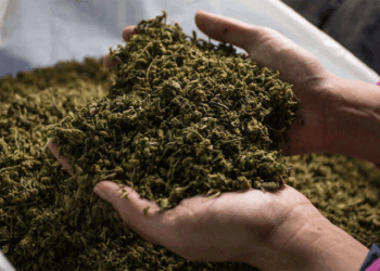 പാലക്കാട്-വാളയാറിൽ-കഞ്ചാവുമായി-യുവാവ്-പിടിയിൽ