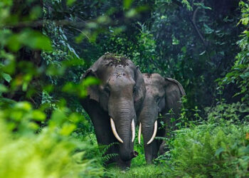 വയനാട്ടിൽ-കാട്ടാന-ആക്രമണത്തിൽ-ബൈക്ക്-യാത്രികനായ-കെഎസ്ഇബി-ജീവനക്കാരന്-പരിക്ക്
