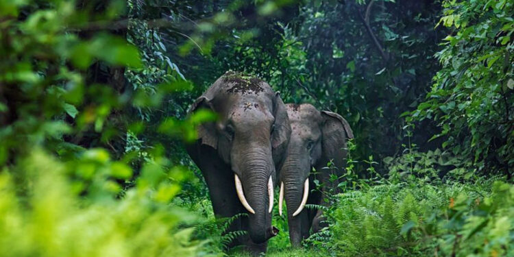 വയനാട്ടിൽ-കാട്ടാന-ആക്രമണത്തിൽ-ബൈക്ക്-യാത്രികനായ-കെഎസ്ഇബി-ജീവനക്കാരന്-പരിക്ക്