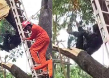 മരം-മുറിക്കുന്നതിനിടെ-അരയിൽ-കയർ-കുരുങ്ങി,-താഴെയിറങ്ങാനാകാതെ-കുടുങ്ങിപ്പോയത്-മണിക്കൂറുകളോളം,-ഒരാൾക്ക്-ദാരുണാന്ത്യം