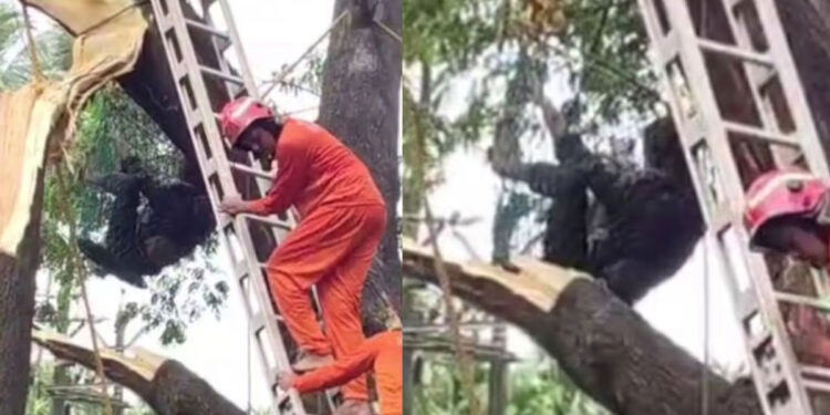 മരം-മുറിക്കുന്നതിനിടെ-അരയിൽ-കയർ-കുരുങ്ങി,-താഴെയിറങ്ങാനാകാതെ-കുടുങ്ങിപ്പോയത്-മണിക്കൂറുകളോളം,-ഒരാൾക്ക്-ദാരുണാന്ത്യം