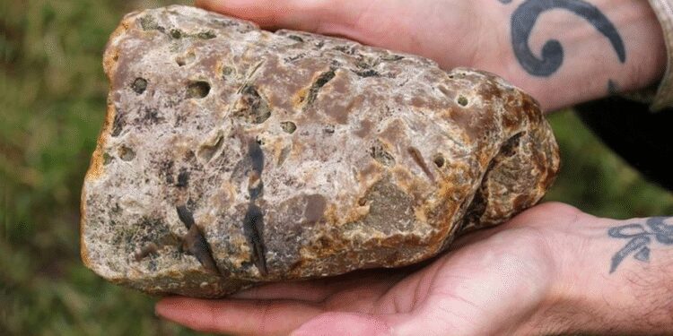 എന്തുകൊണ്ടാണ്-തിമിംഗലത്തിന്റെ-ഛർദ്ദിക്ക്-ഇത്രയും-വില?-ആംബർഗ്രീസ്-കൊണ്ട്-എന്താണ്-ഉപയോഗം?