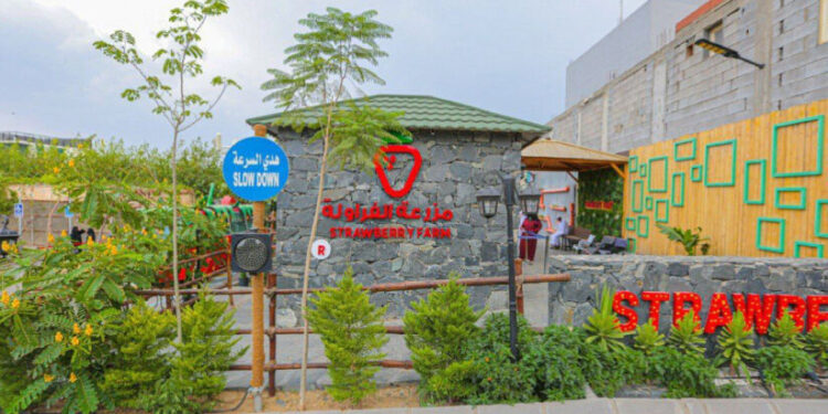 മ​നം-ക​വ​രും-കാ​ഴ്​​ച,-നാ​വി​ൽ-വെ​ള്ള​മൂ​റും-പു​ളി​പ്പും-മ​ധു​ര​വും;-ത്വാഇഫിൽ-വിനോദ-സഞ്ചാര-കേന്ദ്രമായി​-സ്ട്രോബെറി-ഫാം