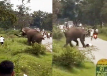 കാട്ടാന-വിരട്ടിയോടിച്ച-ടൂറിസ്റ്റ്-റോഡിൽ-നെഞ്ചടിച്ച്-വീണു,-ആനയുടെ-ചവിട്ടേറ്റെങ്കിലും-രക്ഷപ്പെട്ടത്-തലനാരിഴക്ക്;-സംഭവം-ബന്ദിപൂർ-ദേശീയപാതയിൽ