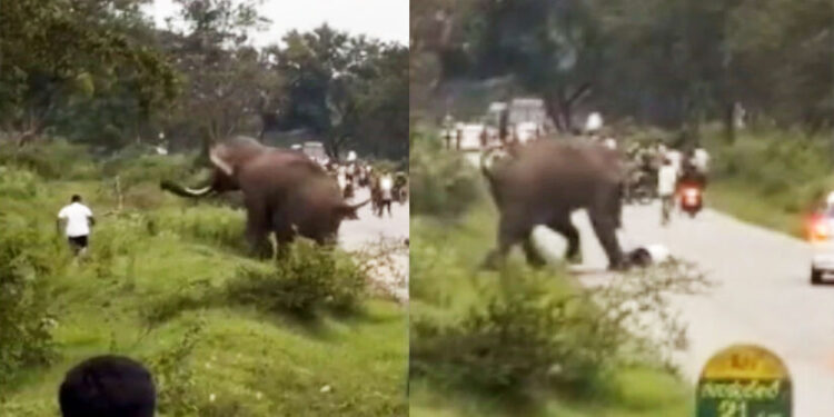 കാട്ടാന-വിരട്ടിയോടിച്ച-ടൂറിസ്റ്റ്-റോഡിൽ-നെഞ്ചടിച്ച്-വീണു,-ആനയുടെ-ചവിട്ടേറ്റെങ്കിലും-രക്ഷപ്പെട്ടത്-തലനാരിഴക്ക്;-സംഭവം-ബന്ദിപൂർ-ദേശീയപാതയിൽ
