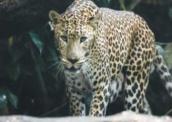 വീട്ടുമുറ്റത്ത്-കളിച്ചുകൊണ്ടിരുന്ന-എട്ടുവയസുകാരനെ-പുലി-കടിച്ചുകൊന്നു