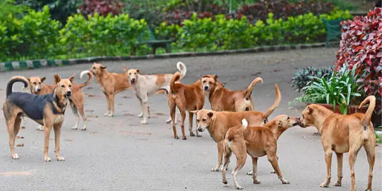 പേവിഷബാധയെക്കാൾ-ഭീകരം:-ഉത്തർപ്രദേശിൽ-തെരുവ്-നായ-ആക്രമണത്തിൽ-യുവതിക്ക്-ദാരുണാന്ത്യം