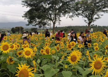 പൂ​ക്ക​ളു​ടെ-വ​സ​ന്ത​മൊ​രു​ക്കി-ഗു​ണ്ട​ൽ​പേ​ട്ട