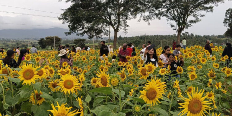 പൂക്കളുടെ-വസന്തമൊരുക്കി-ഗുണ്ടൽപേട്ട