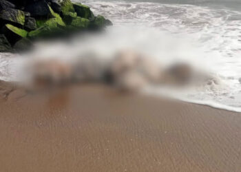 ബീച്ചില്‍-ആനയുടെ-ജഡം;-ആദ്യം-കണ്ടത്-പ്രദേശവാസികൾ,-ദിവസങ്ങൾ-പഴക്കം