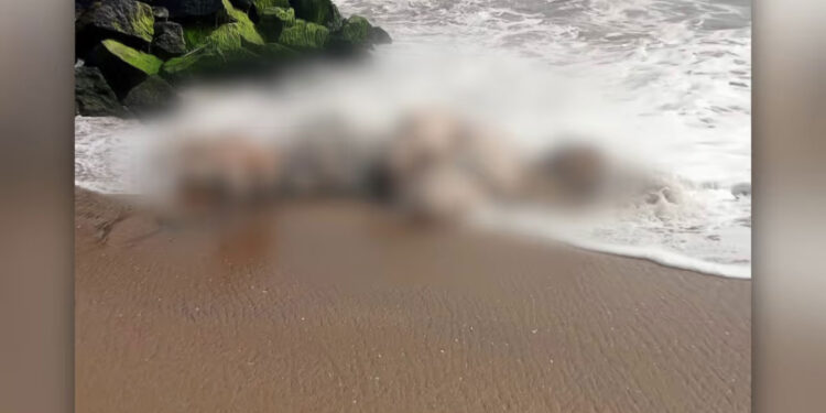 ബീച്ചില്‍-ആനയുടെ-ജഡം;-ആദ്യം-കണ്ടത്-പ്രദേശവാസികൾ,-ദിവസങ്ങൾ-പഴക്കം