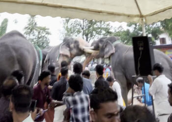 കൂടൽമാണിക്യം-ക്ഷേത്രത്തിൽ-ആനയൂട്ടിനെത്തിച്ച-ആനകൾ-ഇടഞ്ഞു,-പരസ്‌പരം-കൊമ്പുകോർത്തു;-ആനകളെ-തളച്ചു
