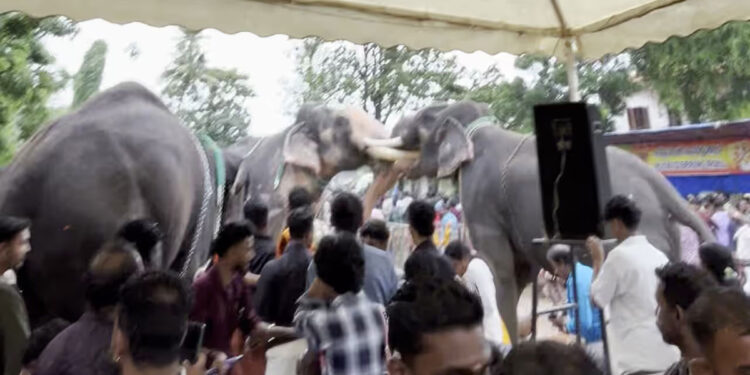 കൂടൽമാണിക്യം-ക്ഷേത്രത്തിൽ-ആനയൂട്ടിനെത്തിച്ച-ആനകൾ-ഇടഞ്ഞു,-പരസ്‌പരം-കൊമ്പുകോർത്തു;-ആനകളെ-തളച്ചു