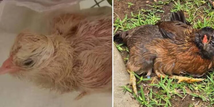 ലോകത്തിലെ-ഏറ്റവും-പ്രായം-കൂടിയ-കോഴി;-ലോക-റെക്കോഡുമായി-‘പേൾ’