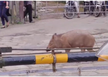 ‘കാട്ടുപന്നികളെ-സ്ഥിരം-ക്ഷുദ്രജീവിയായി-പ്രഖ്യാപിക്കണം’-മനുഷ്യ-വന്യജീവി-സംഘര്‍ഷത്തില്‍-പ്രശ്ന-പരിഹാരത്തിനും-നിവാരണത്തിനും-പുതിയ-നയരേഖയുമായി-സര്‍ക്കാര്‍