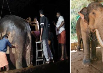 കോട്ടയത്ത്-ജീവന്-ഭീഷണിയായ-എരണ്ടുകെട്ടിൽ-നിന്ന്-ആനയെ-രക്ഷിച്ച്-വനം-വകുപ്പും-ഉടമയും-വൻതാരയും