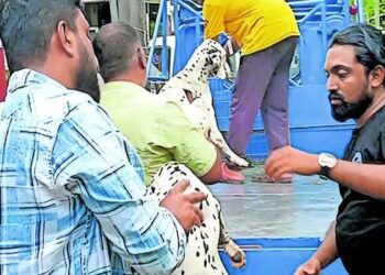 അമ്മ-വിദേശത്ത്,-നാലാം-ക്ലാസുകാരൻ-മകനെ-26-പട്ടികൾക്കൊപ്പം-വാടക-വീട്ടിലുപേക്ഷിച്ച്-പിതാവ്-നാടുവിട്ടു,-കുഞ്ഞ്-പേടിച്ച്-അമ്മയെ-വിളിച്ചു!!-പോലീസെത്തി-കുട്ടിയെ-രക്ഷപ്പെടുത്തി,-3-ദിവസമായി-വിശന്നുവലഞ്ഞ-നായകളെ-എസ്പിസിഎ-പ്രവർത്തകരും-ഏറ്റെടുത്തു