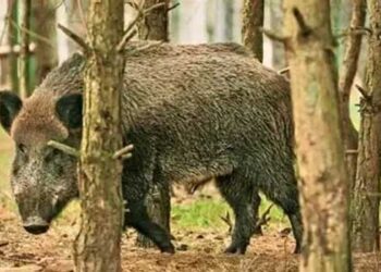 അക്രമകാരികളായ-മൃഗങ്ങളെ-കൊല്ലാം,-സ്വകാര്യവ്യക്തിയുടെ-പുരയിടത്തിലെ-ചന്ദനമരം-വനംവകുപ്പിന്റെ-അനുമതിയോടെ-മുറിക്കാം!!-ബില്ലിന്-അംഗീകാരം-നൽകി-പ്രത്യേക-മന്ത്രിസഭ,-ബിൽ-തിങ്കളാഴ്ച-സഭയിൽ