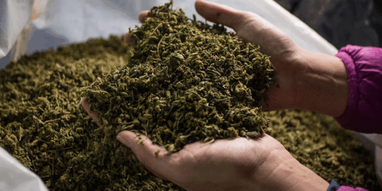 ചേർത്തലയിൽ-വൻ-കഞ്ചാവ്-വേട്ട;-പിടികൂടിയത്-27-കിലോ-കഞ്ചാവ്;-ബംഗാളിൽ-നിന്നെത്തിയ-രണ്ടുപേർ-പിടിയിൽ